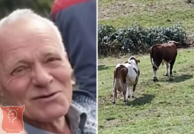 Tragedija kod Srebrenika: Bik usmrtio 76-godišnjaka na njivi