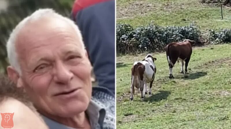 Tragedija kod Srebrenika: Bik usmrtio 76-godišnjaka na njivi